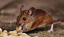 24 Hour & Emergency Exterminators in Springvale, ME